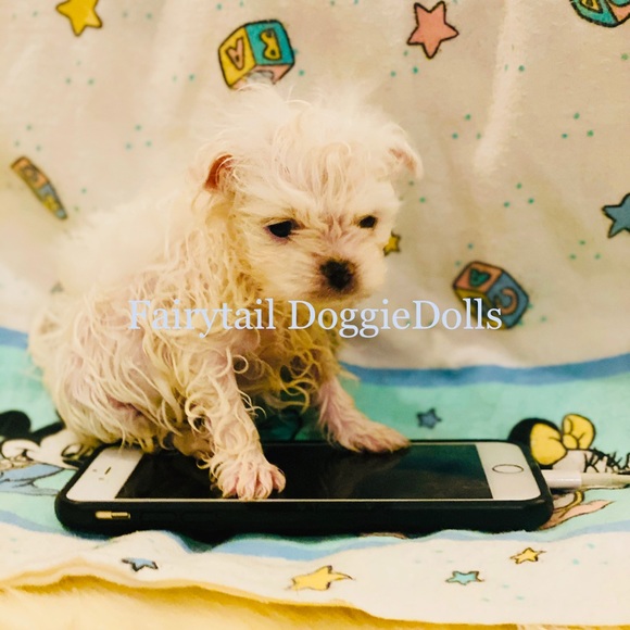 🍼 Teacup ICE WHITE POMS - Picture 4 of 6